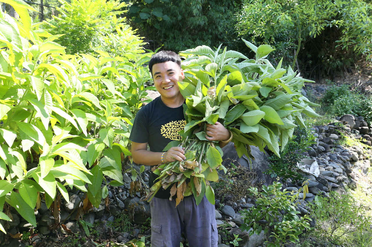 Pia將五種排灣酒麴植物引種種植在自家花園中，方便製麴時採集使用。胸口懷抱一大把的是葉子就充滿香氣的大風草。