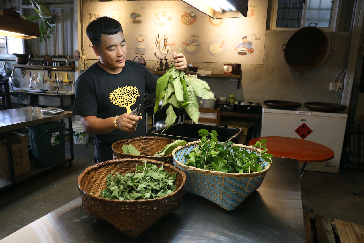 採集好必備的基礎三款製麴植物：七里香、大風草、小黃菊。