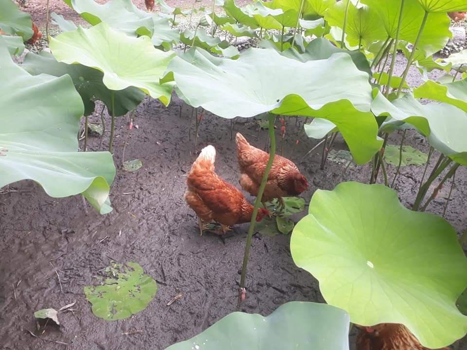 樹上的生蛋籃：野農共生互惠實驗園區