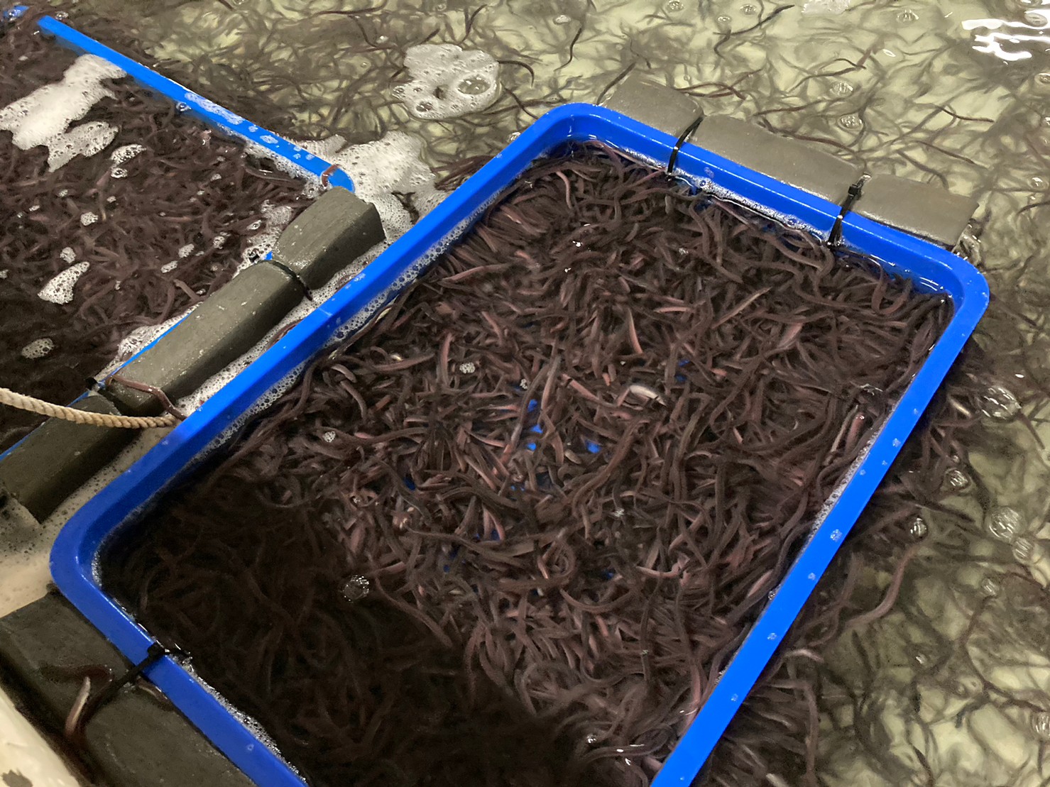 慢食台東