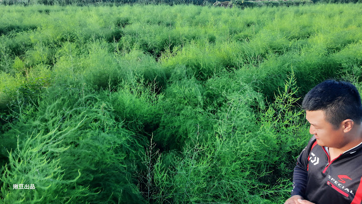 與草共生的蘆筍園