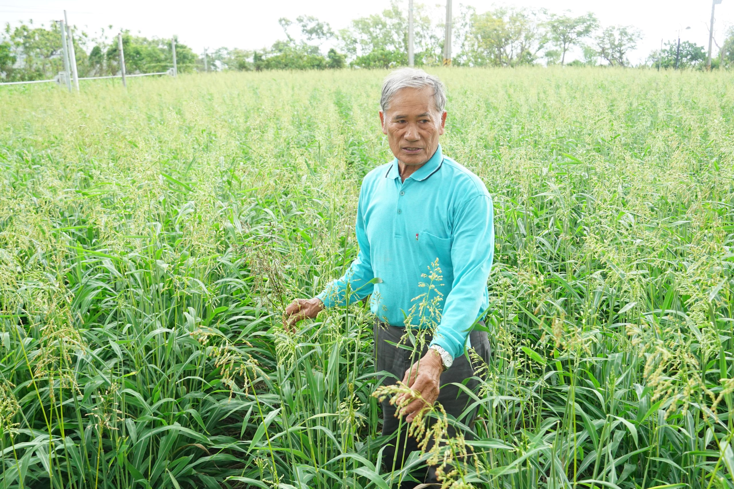 邱貴春在油芒田裡介紹復育成功的油芒