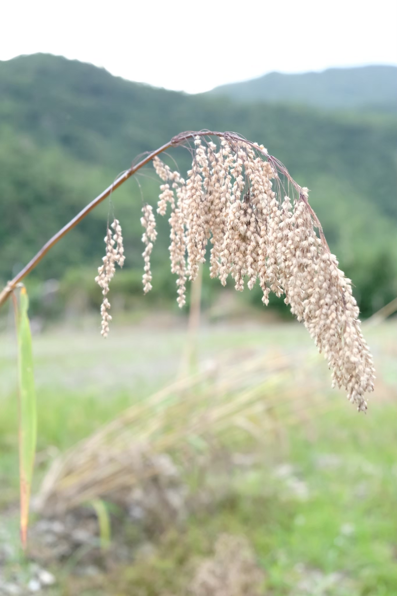 油芒結穗低垂的模樣，每年5、6、10月都是採收季