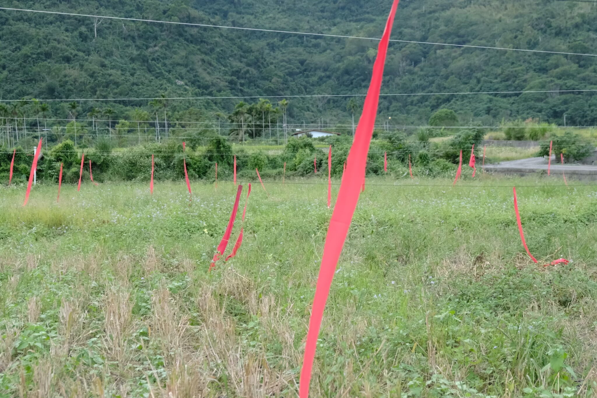田裡的紅布條為趕鳥用途，但無法嚇阻貪吃的鳥兒