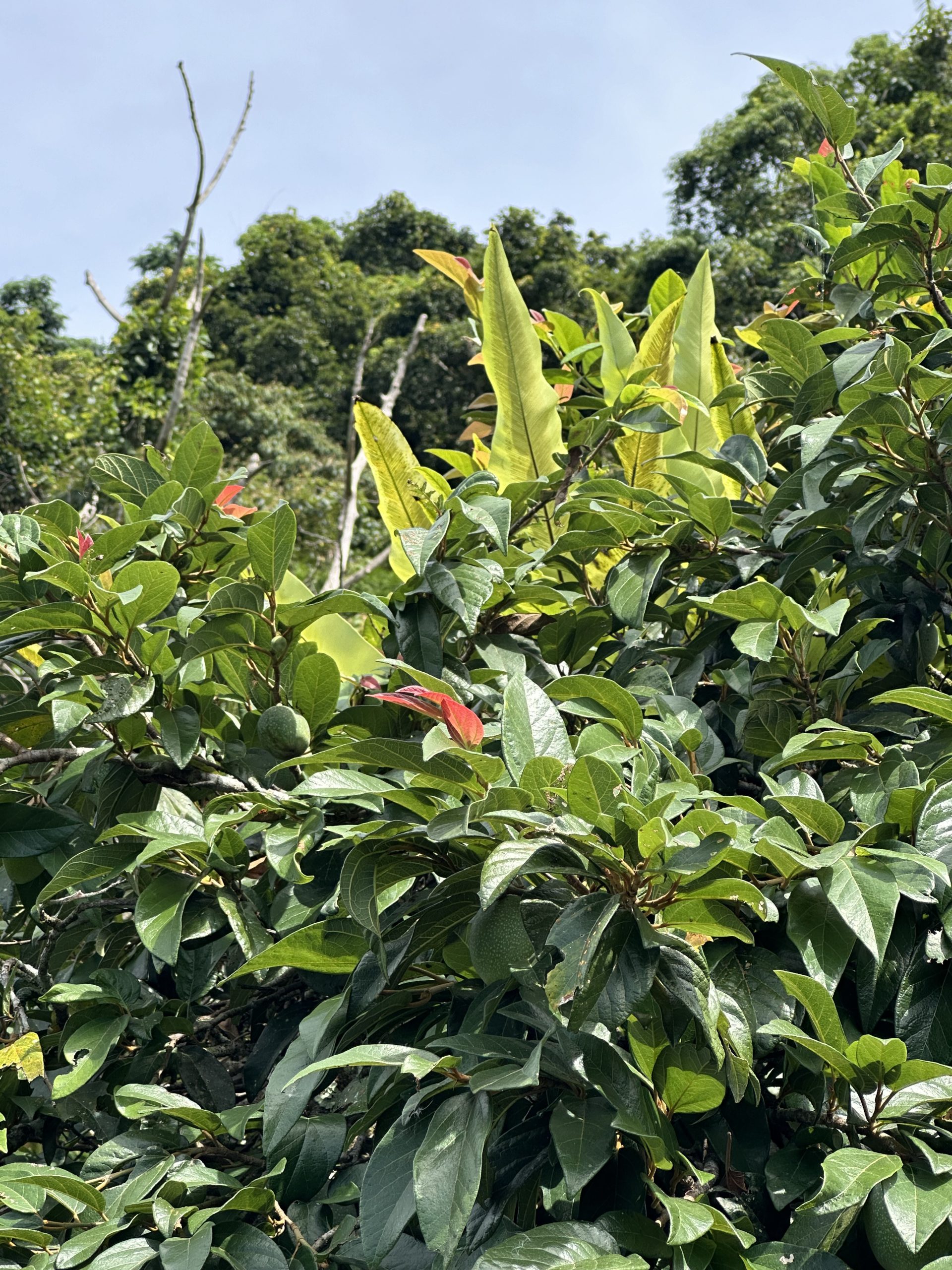 枝頭上新長出的紅色葉片，就代表新果在不遠處。