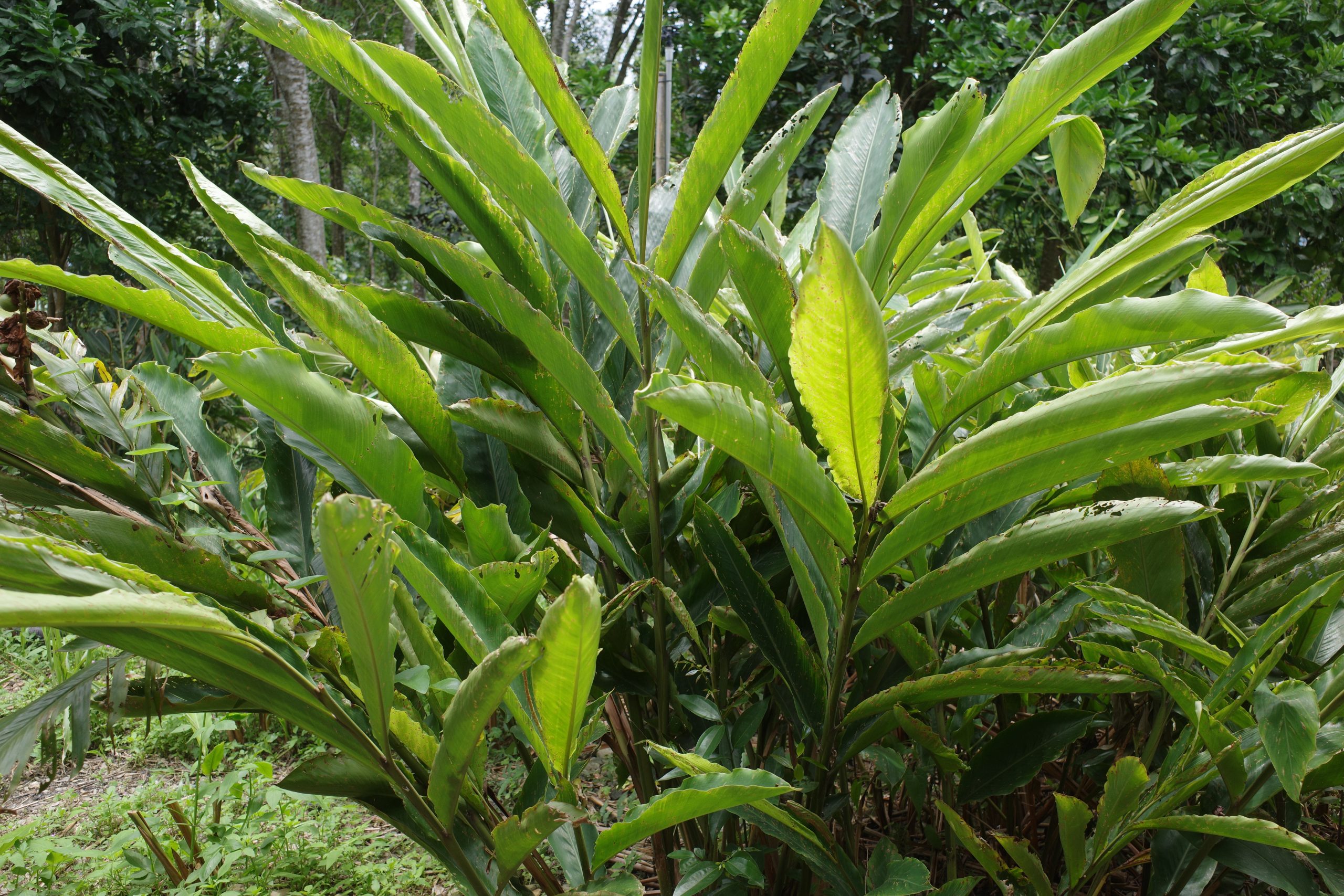 園區中恣意生長的月桃植株。