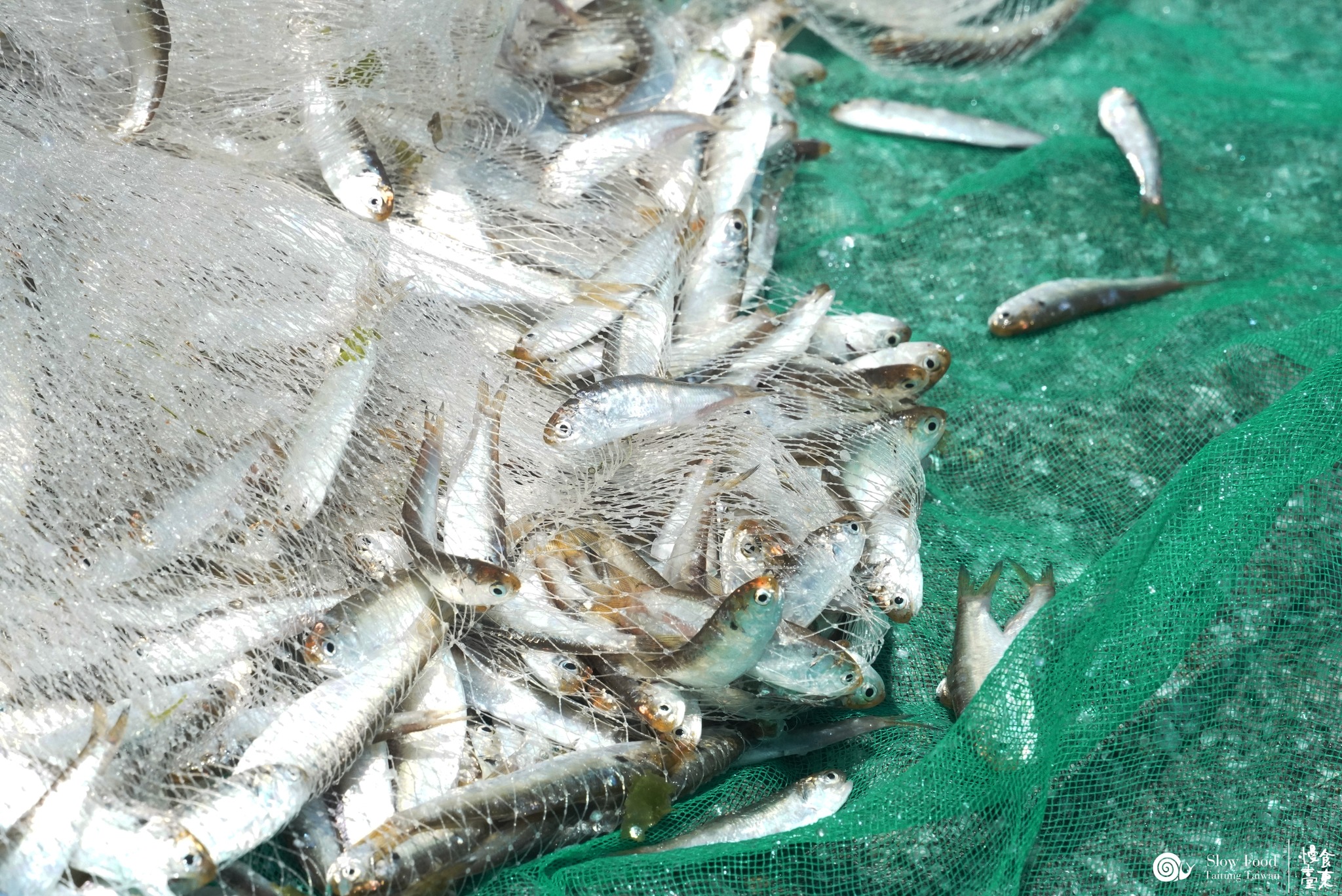吃了會跳起來掌聲鼓勵 lalaw 海鰗鰍