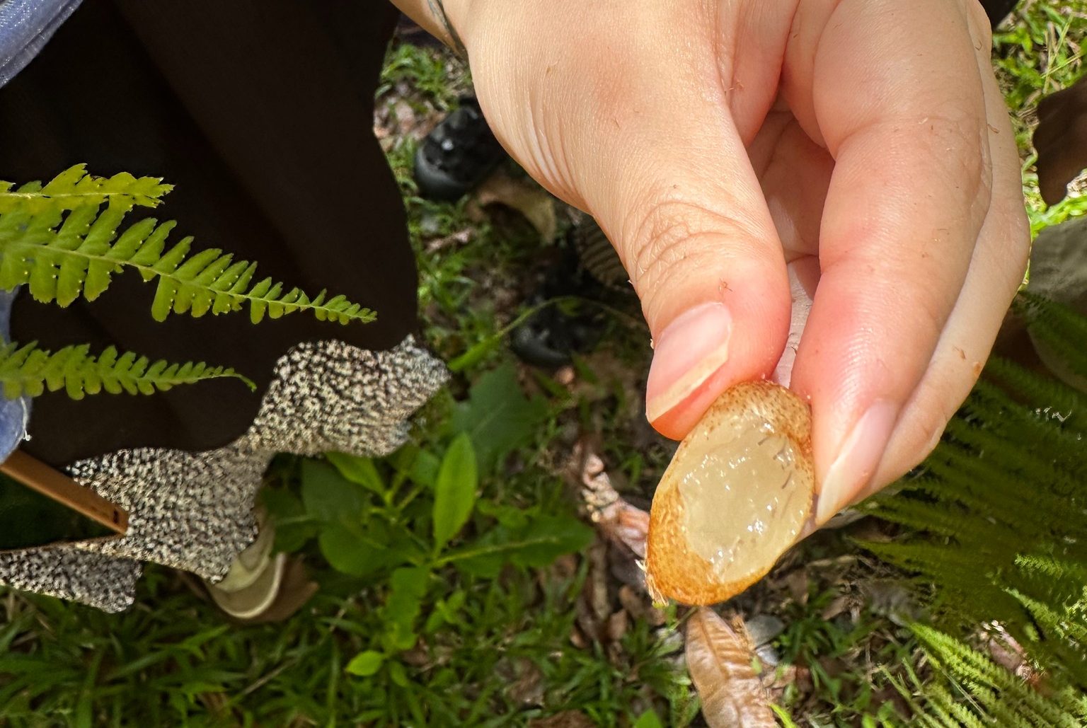腎蕨：地下莖富含水分，俗稱「雉雞蛋」，缺水時的解渴方。口感像水梨一樣清脆，沒有特殊風味，只有一點澀味、纖維感重。