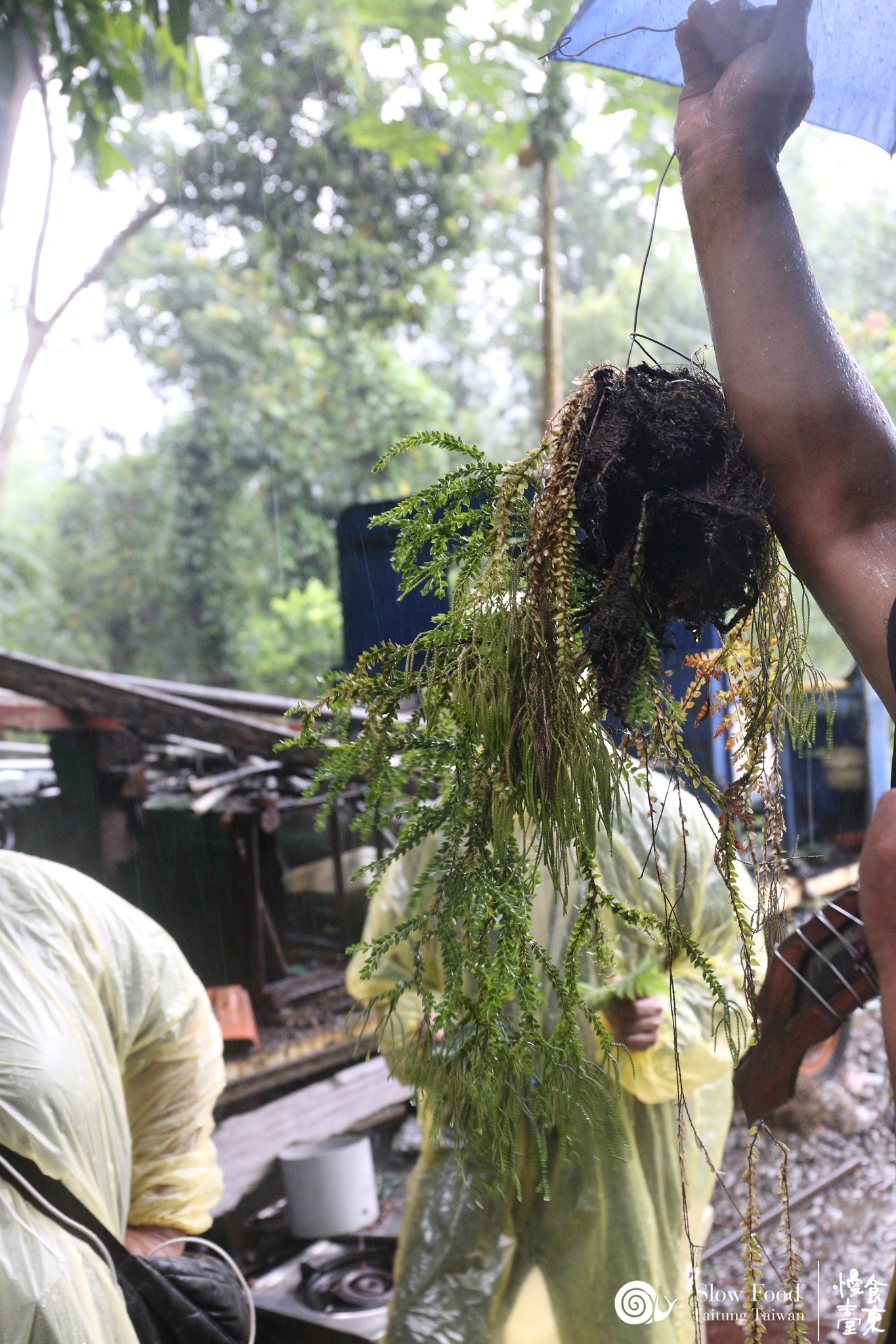 魚藤(魯凱語:rhapulhu)根部搗爛後流出的汁液放入溪水中,可使魚類暫時行動遲緩而易於捕捉。