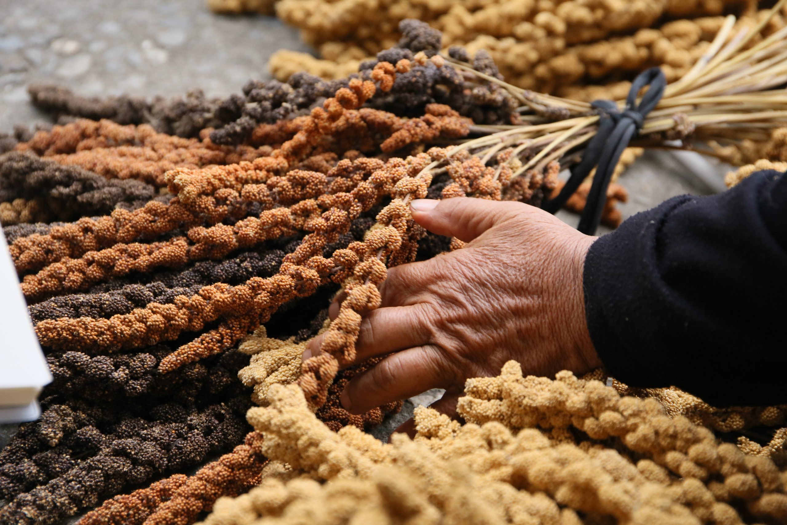 在臺灣還沒被水稻染成一片綠之前，小米就已在山坡和旱地默默站立，陪著最早在這裡耕作的人度過一年又一年的旱雨更迭
