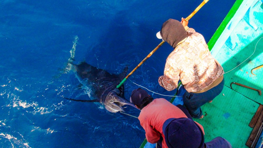 冬天的東海岸，常常是一片風聲比說話還大的世界。當外海捲起六級巨浪，鏢手已經踩穩船頭高台，只靠雙眼在翻湧的水面上尋找旗魚的身影。