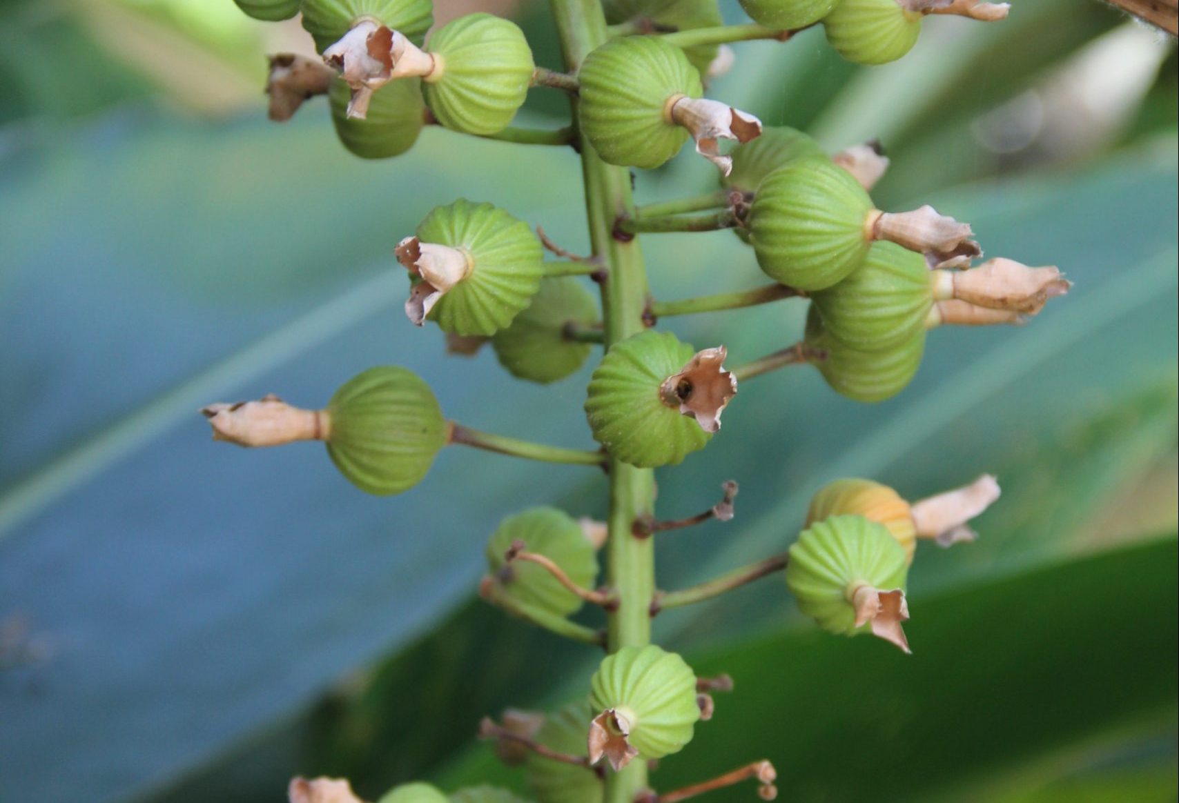 全株入食的層次風味，月桃全株皆可利用。