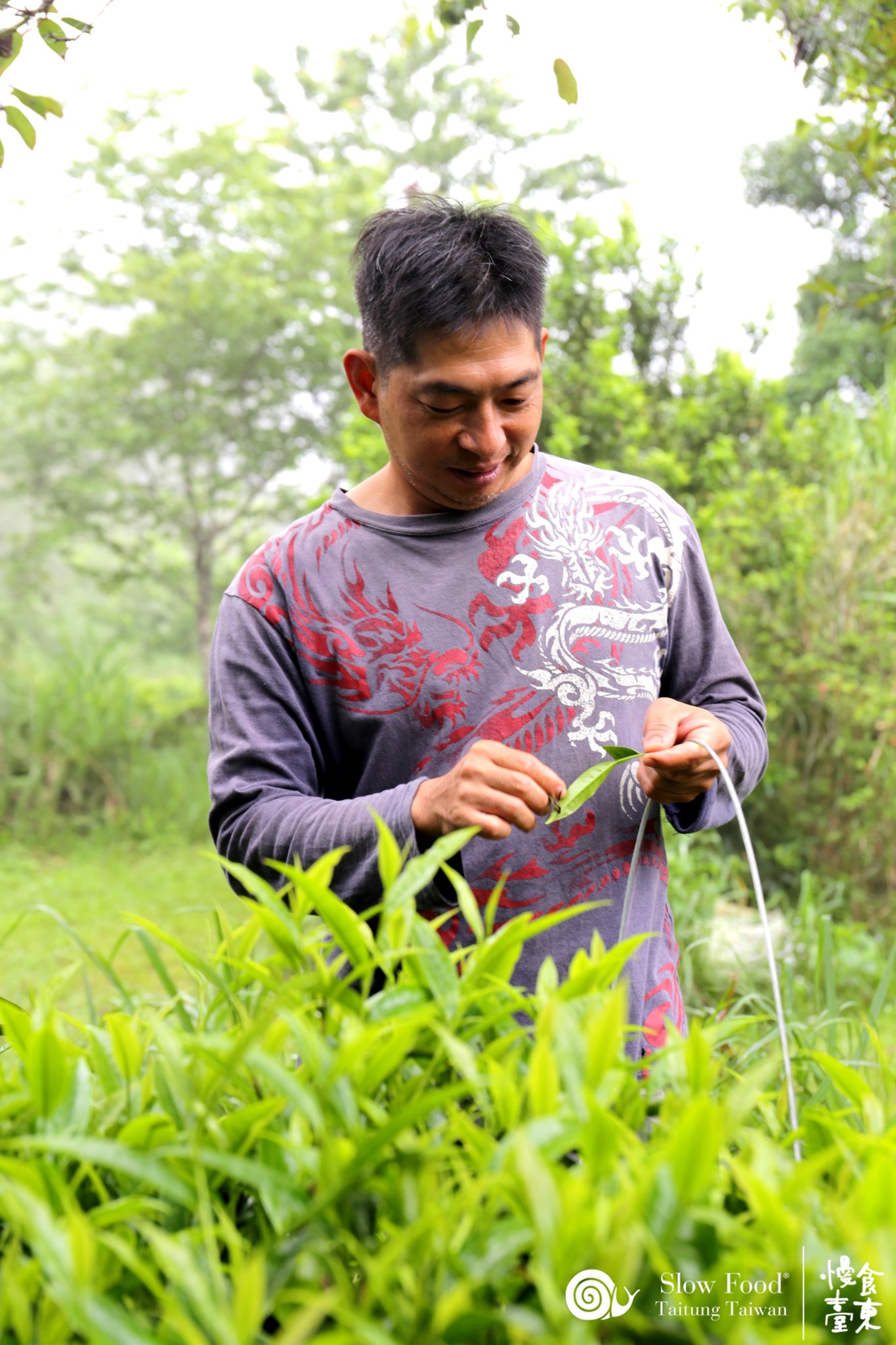 去年冬季氣溫低，茶樹在採收前經歷了長達半年的休眠，葉片的發酵條件並不理想。面對自然的限制，阿山哥選擇順勢而為，將產線轉向小批量、多樣化的嘗試綠茶、橙茶、GABA 茶。