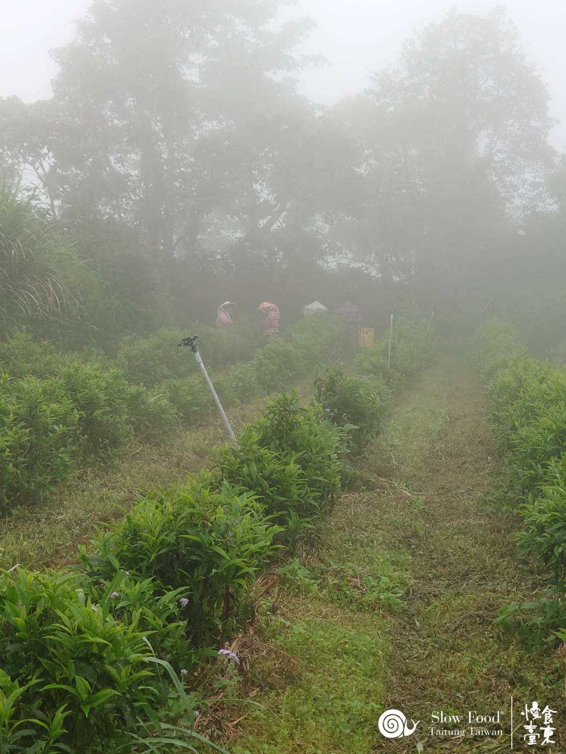 阿山哥對這片土地的經營，維持了生物多樣性，續種原生種茶樹，在泰平山的雲霧中，我們看見了守護在地風味的行動。