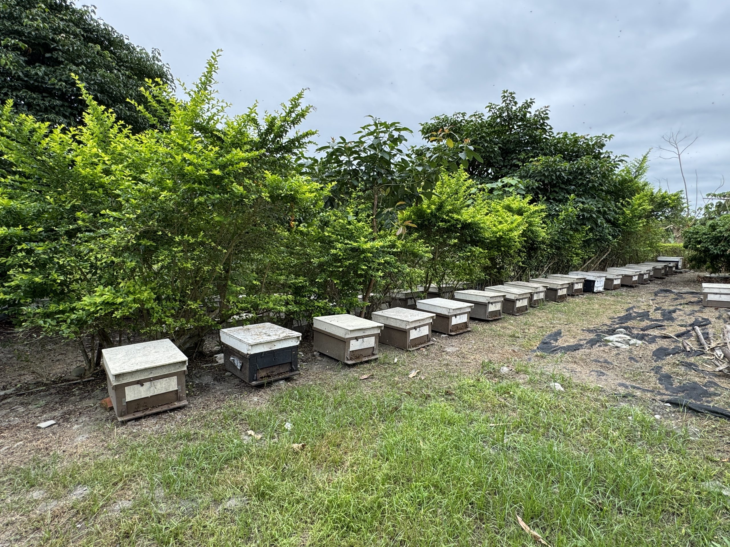 蜜蜂盒子的蜂場，位於臺東鹿野永安。