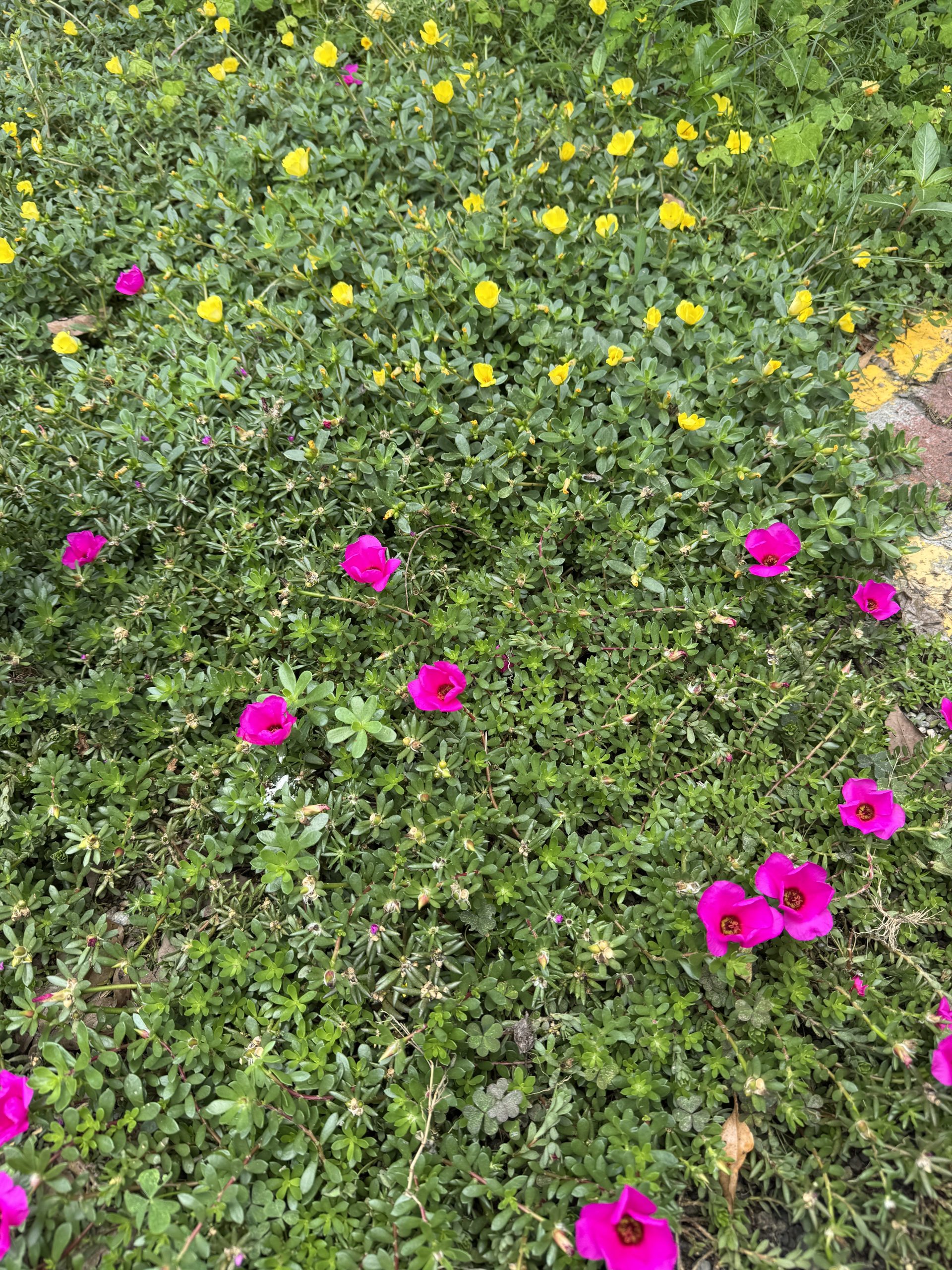 百花蜜由不同月份、不同花種，交織出不同的風味，每一年都不一樣，就像臺東的美好風土。