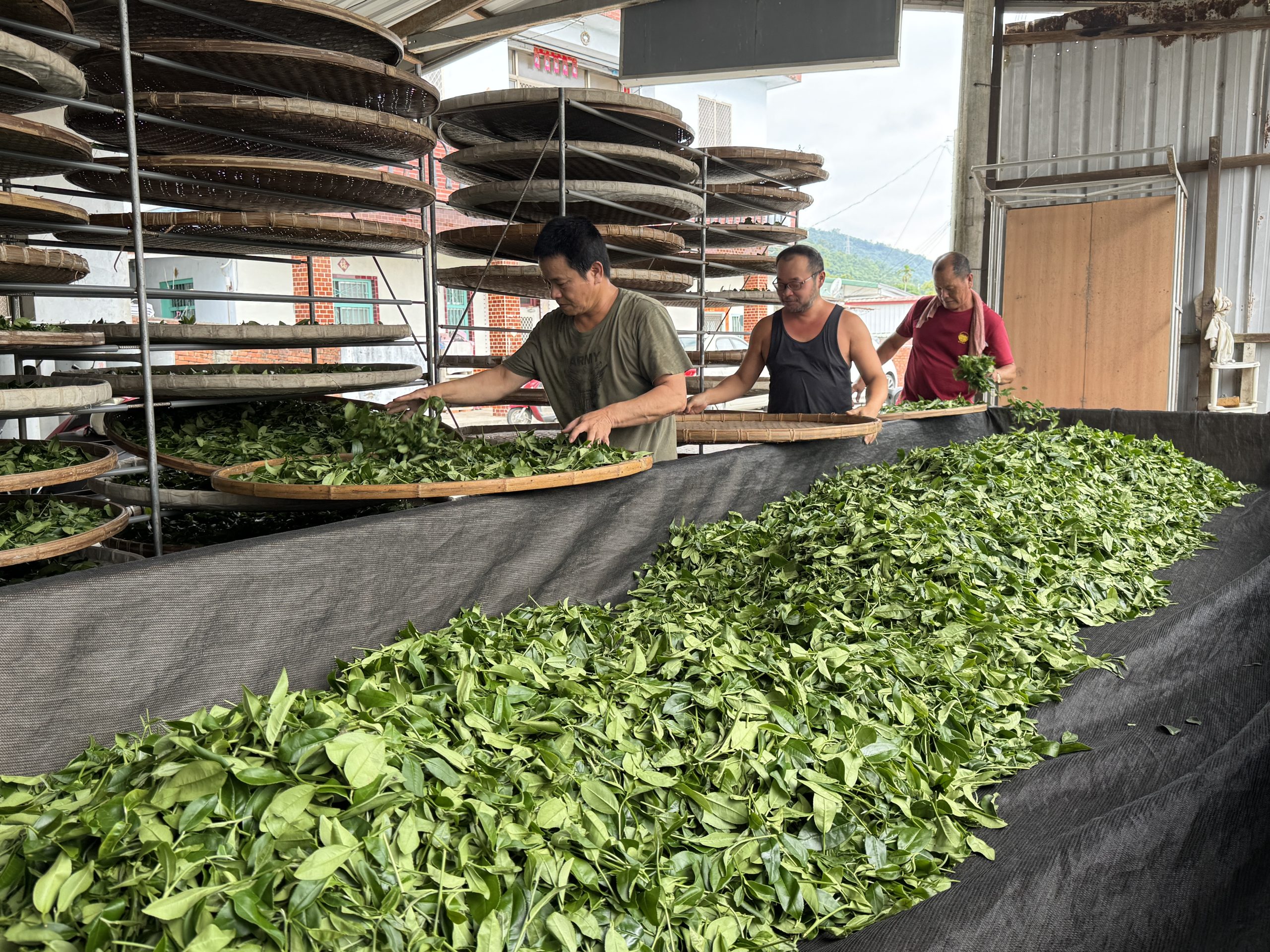 翻動茶菁時手勢必須輕柔，不能破壞葉面導致積水