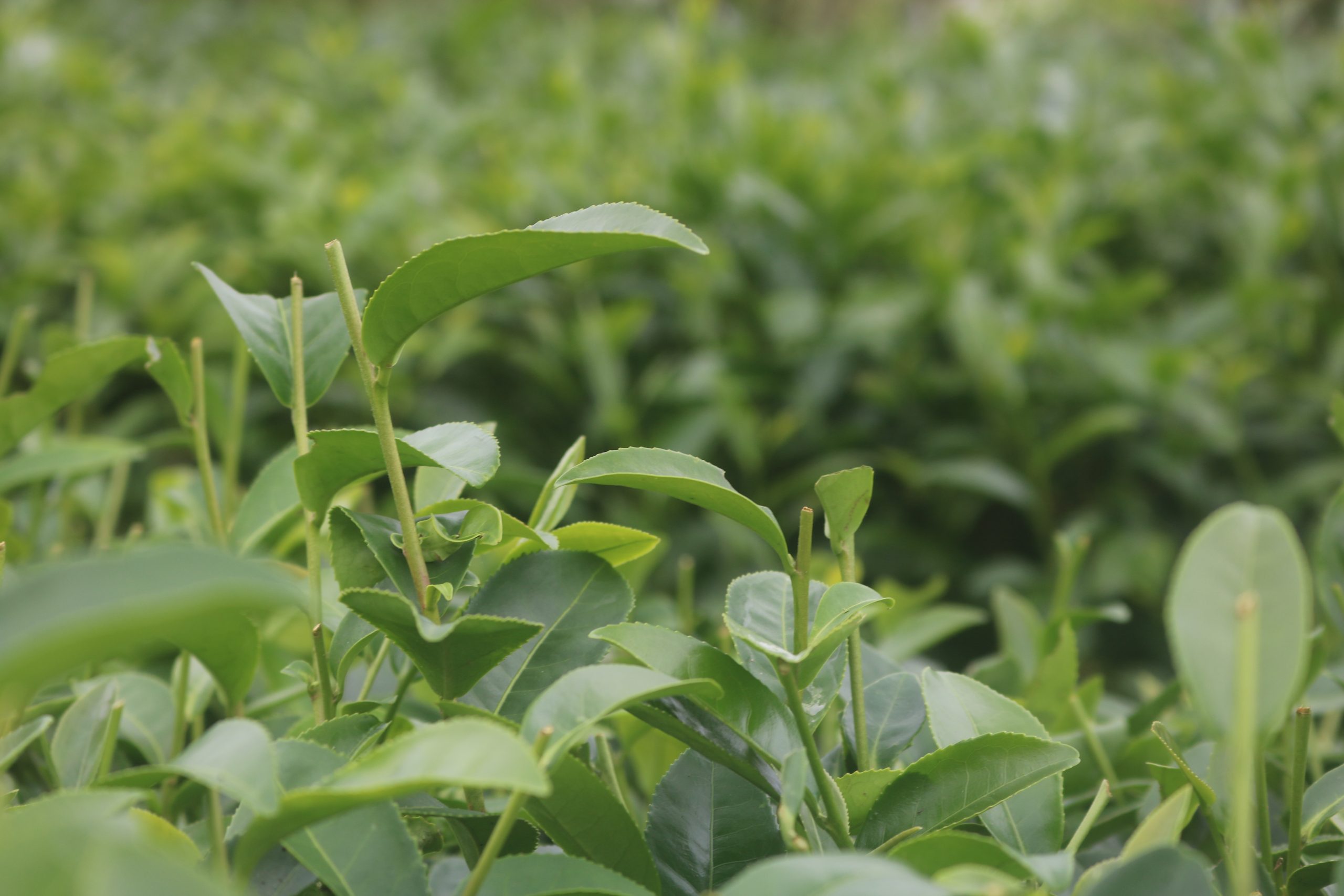 人工砍草或拔草便成了必要的勞力代價。夏天茶草長得快，需要請部落的阿姨們手工拔草