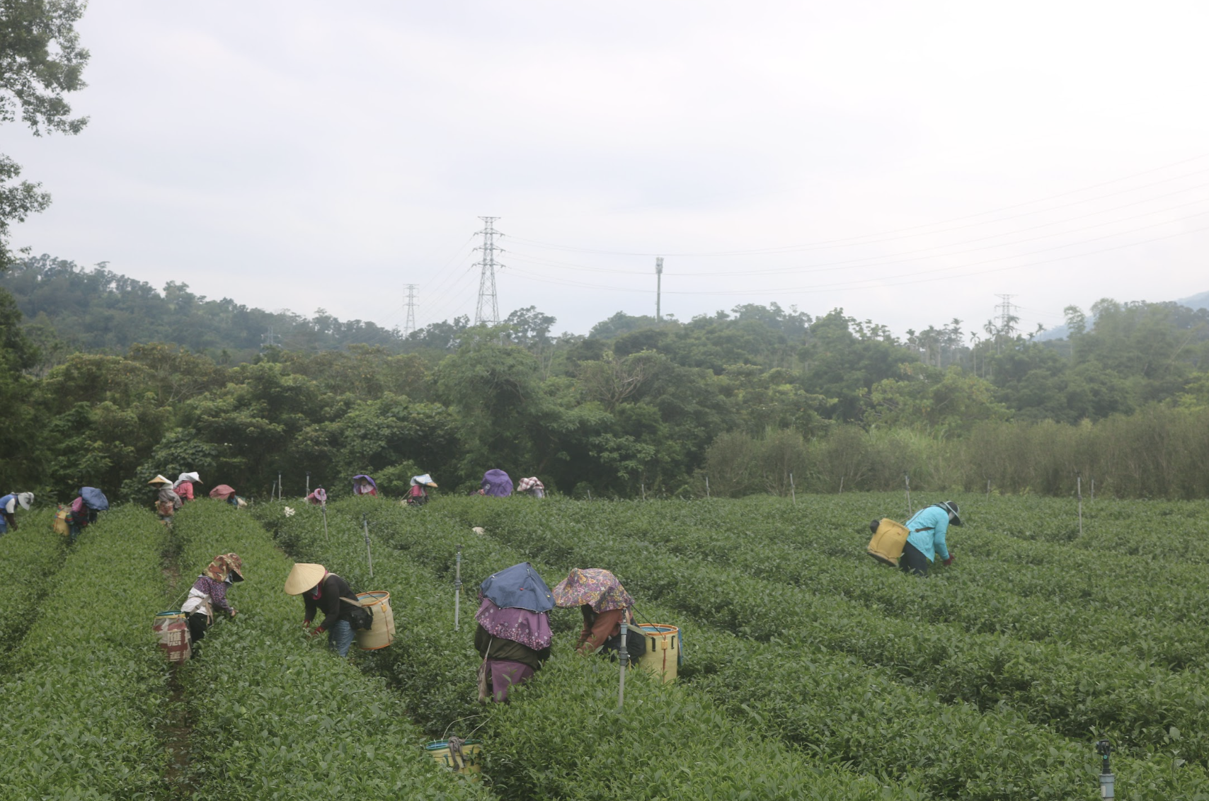 萱懋的茶園不大，兩甲半算是中型茶園，走幾步就到頭。可是這兩甲半的地，養了三代人。